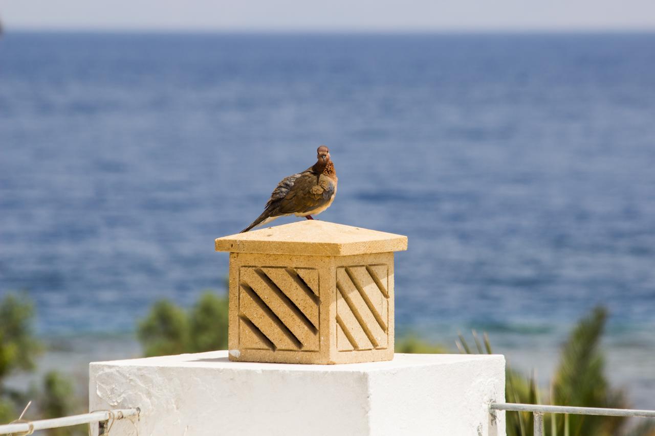 Red C Villas Dahab Exterior photo